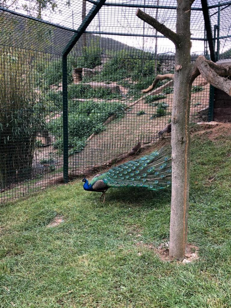 Penzion Mas La Riera Campdevánol Exteriér fotografie