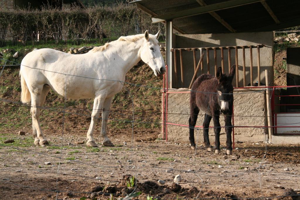 Penzion Mas La Riera Campdevánol Exteriér fotografie